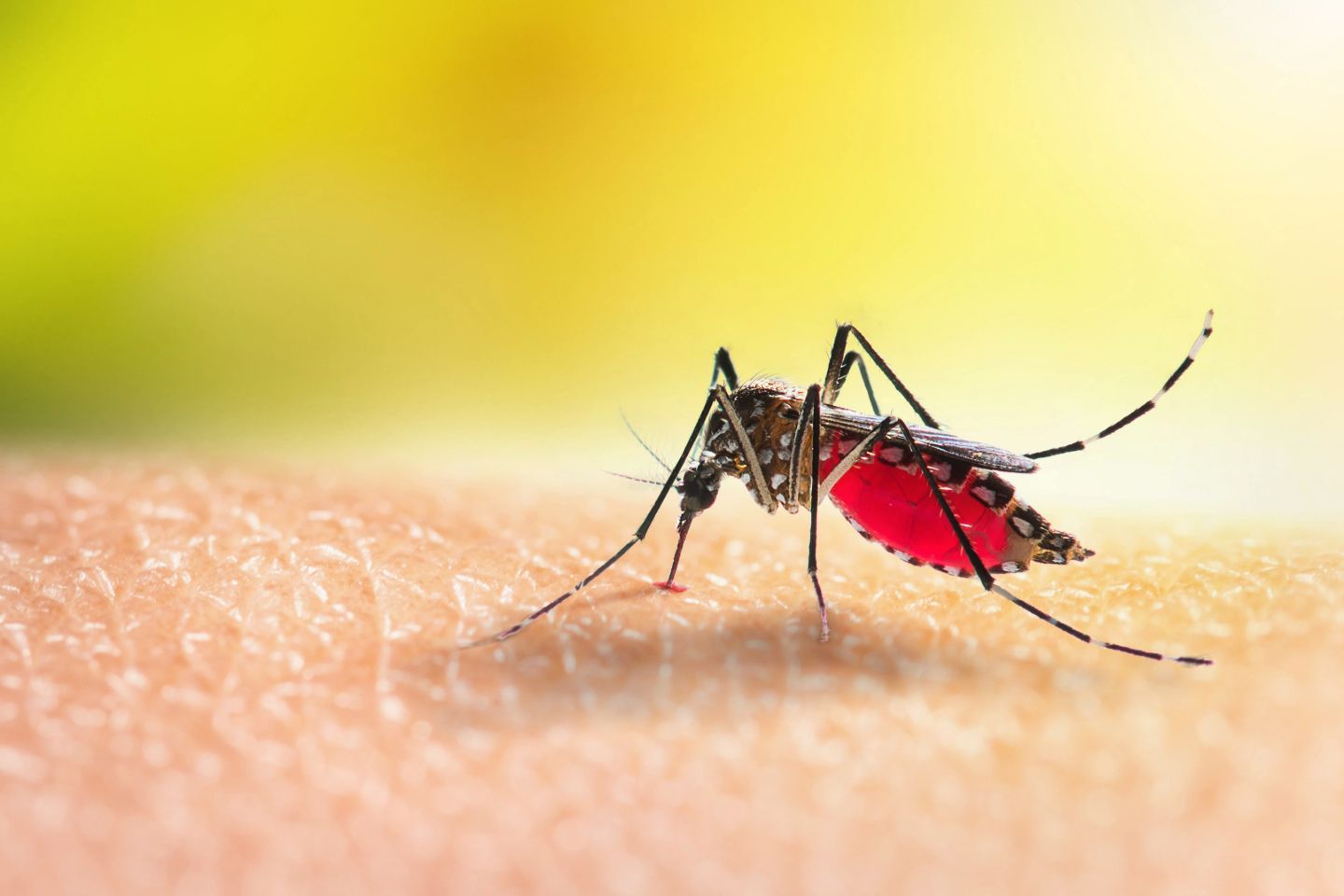 How Climate Change Affects Malaria Spread