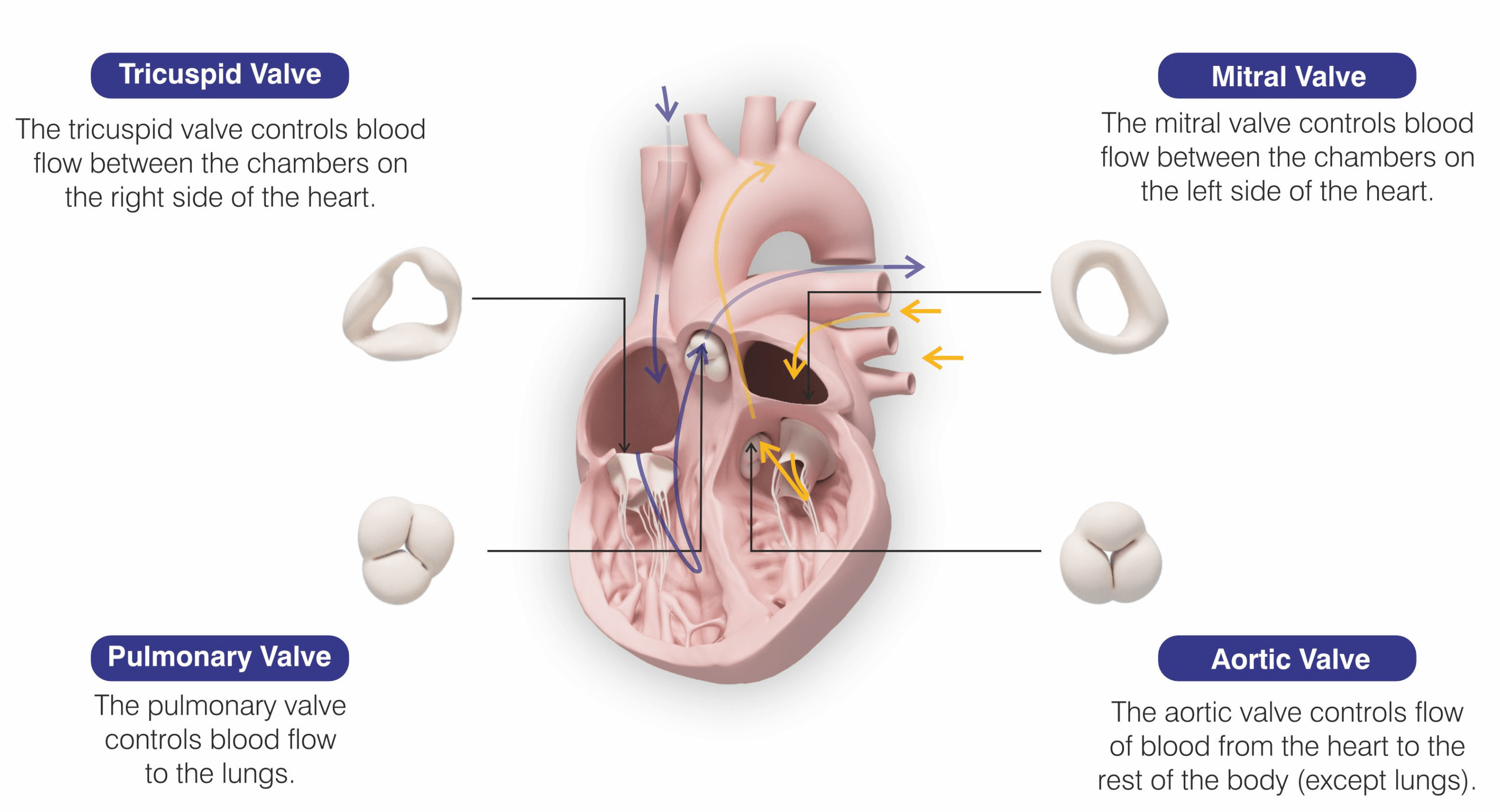four valves of heart